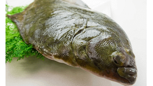a picture of a raw ugly piece of fish, Ugly Fish Images, Stock Photos & Vectors | Shutterstock